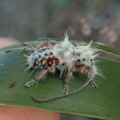 Dark coloured beetle covered in white hairs sitting on green leaf. Image: James Tweed.